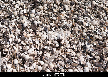 White cockle shells on the beach at Rockcliffe, Dumfries and Galloway, Scotland, UK Stock Photo