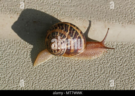 garden snail close up crawling across a white surface in springtime in Italy Stock Photo