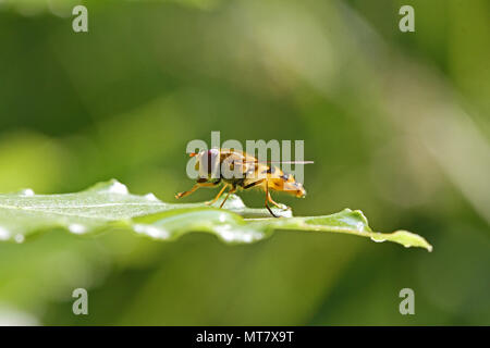 hover-fly or flower fly Latin episyrphus balteatus or melanostoma scalare at eye level feeding on a bay leaf Latin laurus nobilis in Italy Stock Photo