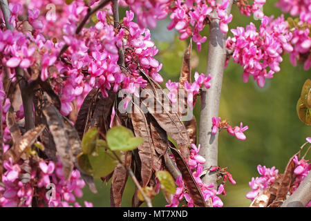 Judas tree Latin name circis siliquastrum with purple or shocking pink flowers showing seed pods from previous year pea family leguminosae in Italy Stock Photo