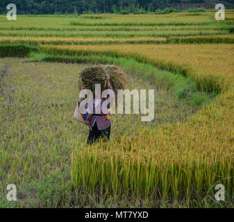 Hmong people havesting rice on the field at summer in Northern Vietnam. Stock Photo