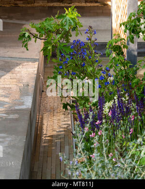 Anchusa azurea ‘Dropmore’ and Salvia x sylvestrus “mainacht’growing beside a water channel and spout in the Lemon Tree Trust Garden designed by Tom Ma Stock Photo