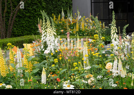 Digitalis purpurea ‘Alba’, Lupinus ‘Gallery White’, and Lupinus ‘Desert Sun’ in beds in the LG Eco-City Garden designed by Hay-Juoung Hwang at The RHS Stock Photo
