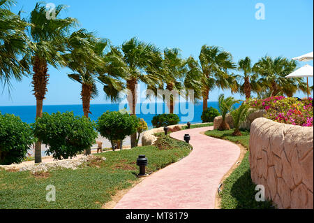 Summer palm trees on the coastal promenade overlooking in hotel outdoors the red sea, travel concept in Egypt, Sharm El Sheikh. Stock Photo