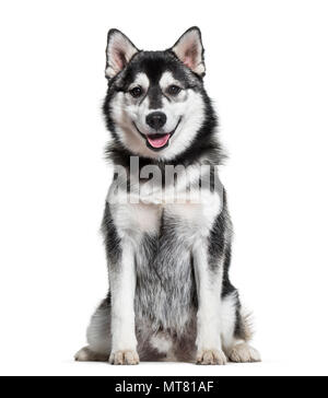 Pomsky dog sitting against white background Stock Photo