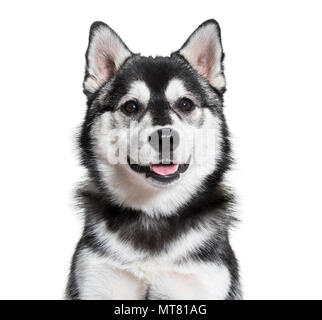 Pomsky dog portrait against white background Stock Photo