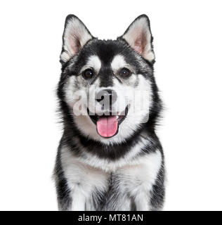 Pomsky dog panting against white background Stock Photo