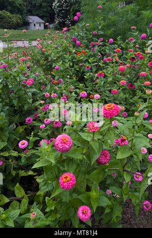 ZINNIA ELEGANS MIX Stock Photo