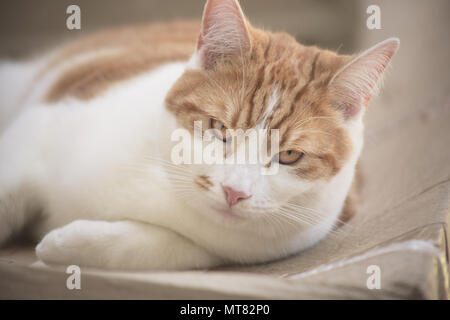 pretty ginger tabby cat resting on a cardboard box in the garden Stock Photo