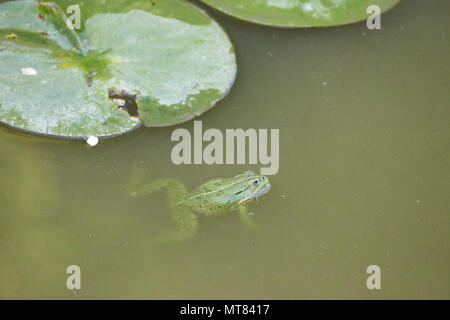 Midwife toad in the pond Stock Photo