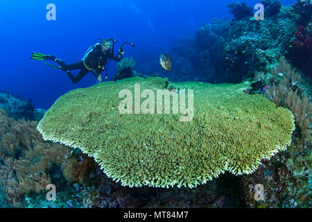 Female underwater photographer gets close up video of large batfish at coral table cleaning station perched on top of reef wall in Raja Ampat, Indones Stock Photo