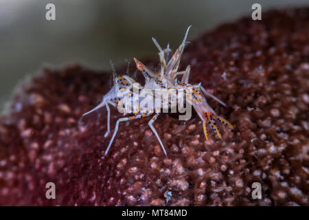 Spiny tiger shrimp (Phyllognathia ceratophthalma). Picture was taken in ...