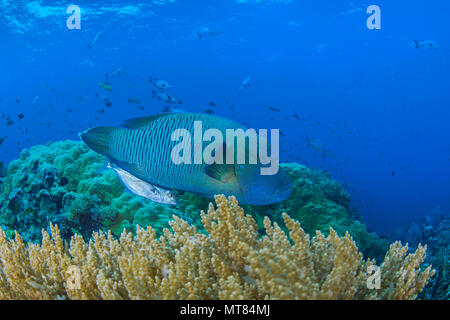 Napoleon or humphead wrasse (Cheilinus undulatus) and a bluefin trevally (Caranx melampygus), a pair commonly seen together patrol a reef in Raja Ampa Stock Photo