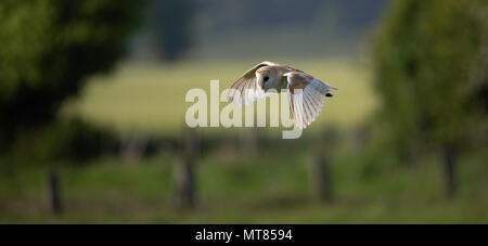 Barn Owl (Tyto alba) in flight over a field. West Ayton, Yorkshire , UK. Stock Photo