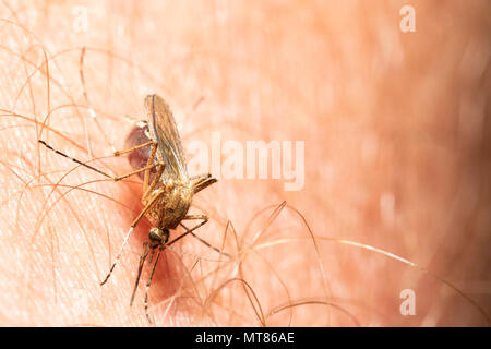 Mosquito Drinking Blood from Person Stock Photo