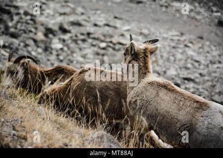 Three mountain goats grazing on the side of a cliff in the Rocky Mountains. Alberta, Canada. Stock Photo