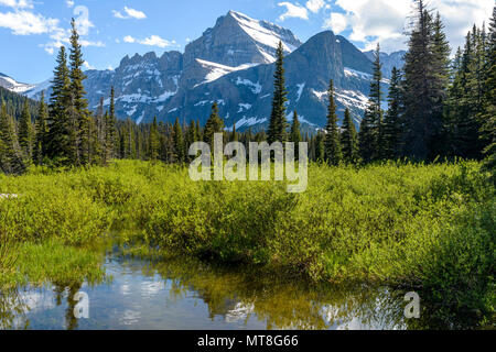 Mountain Wetland - A spring view of a wetland at base of Mount Gould in Many Glacier region of Glacier National Park, Montana, USA. Stock Photo