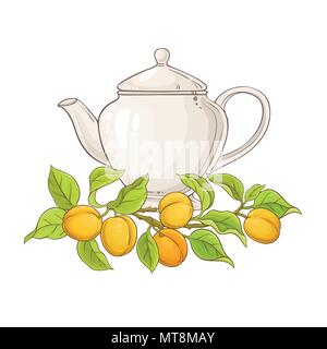 apricot tea vector  illustration on white backgrond Stock Vector