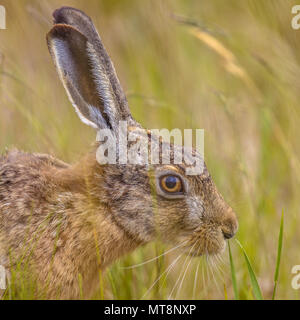 Portrait of wary looking European Hare (Lepus europeaus) hiding in grass and relying on camouflage Stock Photo