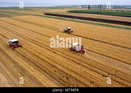 Yuncheng, China's Shanxi Province. 29th May, 2018. Harvesters collect wheat in the fields in Yuncheng, north China's Shanxi Province, May 29, 2018. Credit: Cao Yang/Xinhua/Alamy Live News Stock Photo