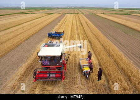 Yuncheng, China's Shanxi Province. 29th May, 2018. Farmers collect wheat in the fields in Yuncheng, north China's Shanxi Province, May 29, 2018. Credit: Cao Yang/Xinhua/Alamy Live News Stock Photo