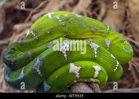 Green tree python snake Stock Photo
