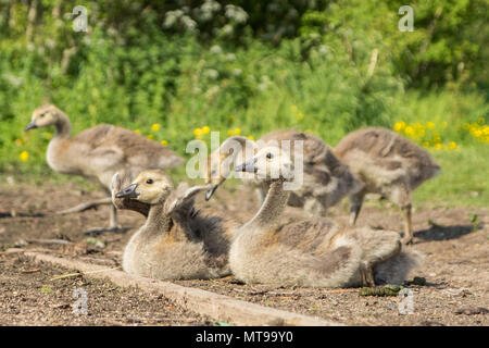 Two baby Goslings sunning at the side of the lake, three others just out of focus in the rear. Whiston, England, Uk Stock Photo