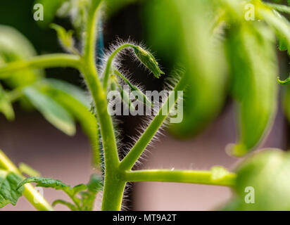 Closeup (macros shot) of a tomato plant stem with closed flower buds Stock Photo