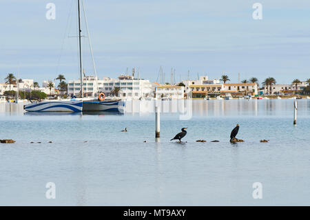 Two great cormorants (Phalacrocorax carbo) and a catamaran at Estany des Peix lagoon in Ses Salines Natural Park (Formentera,Balearic Islands,Spain)