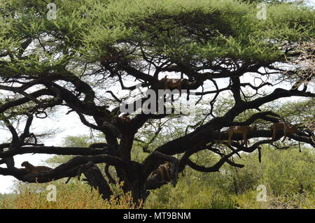 Tree climbing lions in Lake Manyara National Park Stock Photo