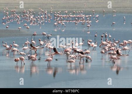 Flamingos basking in lake Manyara Stock Photo