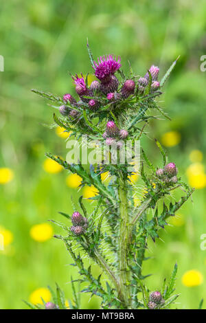 Marsh Thistle / Cirsium palustre starting to flower. Grows 6-7ft tall spreading out as matures during growing season. Stems edible. Painful metaphor. Stock Photo