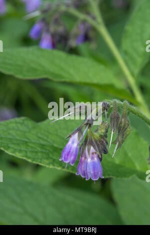 Flowering Comfrey / Symphytum officinale or Symphytum × uplandicum on a sunny summer day. Used as herbal / medicinal plant. Specimen rather small. Stock Photo