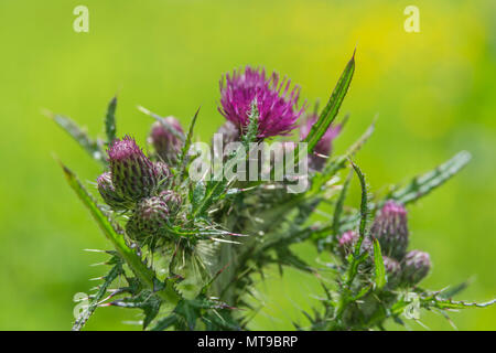 Marsh Thistle / Cirsium palustre starting to flower. Grows 6-7ft tall spreading out as matures during growing season. Stems edible. Painful metaphor. Stock Photo