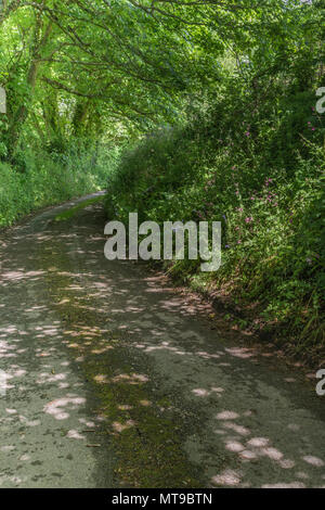Rural country lane in Cornwall with natural hedgerow. Stock Photo