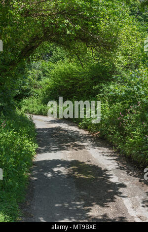 Rural country lane in Cornwall with natural hedgerow. Road ahead bend. Stock Photo