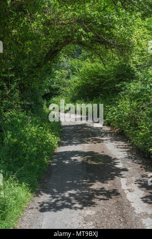 Rural country lane in Cornwall with natural hedgerow. road ahead UK, read ahead bend. Stock Photo