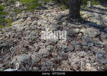 White moss in the northern forest Stock Photo