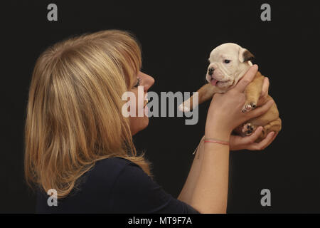 English Bulldog. Woman holding puppy (4 weeks old). Germany Stock Photo