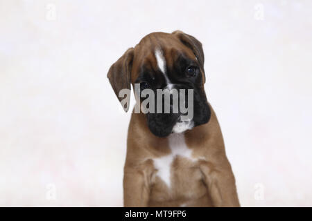 German Boxer. Portrait of a puppy (7 weeks old). Studio picture. Germany Stock Photo