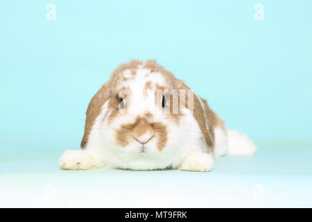 Dwarf Lop-eared Rabbit lying, seen head-on. Studio picture against a light blue background Stock Photo