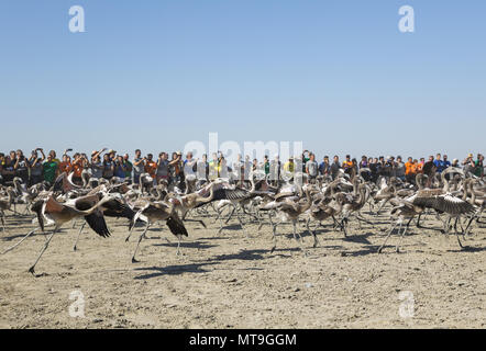 Greater Flamingo (Phoenicopterus roseus). Immatures are released again after having gone through a medical check and the ringing procedure. They are applauded by the volunteers. At the Laguna de Fuente de Piedra near the town of Antequera. This is the largest natural lake in Andalusia and Europe's only inland breeding ground for this species. Malaga province, Andalusia, Spain. Stock Photo