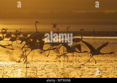 Greater Flamingo (Phoenicopterus roseus). Group taking-off at sunset at the Laguna de Fuente de Piedra near the town of Antequera. This is the largest natural lake in Andalusia and Europe's only inland breeding ground for this species. Malaga province, Andalusia, Spain. Stock Photo