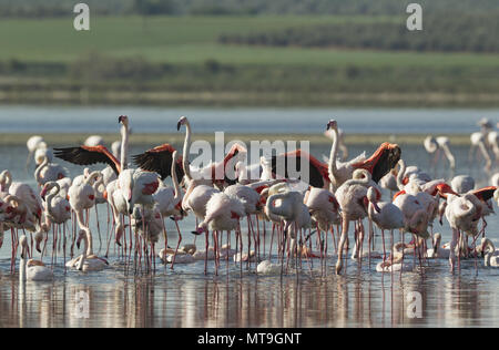 Greater Flamingo (Phoenicopterus roseus). Bathing at the Laguna de Fuente de Piedra near the town of Antequera. This is the largest natural lake in Andalusia and Europe's only inland breeding ground for this species. Malaga province, Andalusia, Spain. Stock Photo