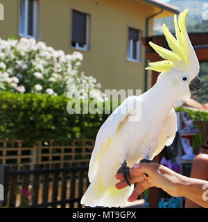 Yellow Cockatoo (Cacatua sulphurea) Stock Photo