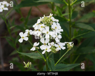 A close up of the white flowers of Hesperis matronalis alba Stock Photo