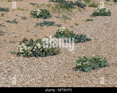 Clumps of sea kale (Crambe maritima) growing in the single on Dunwich beach Stock Photo