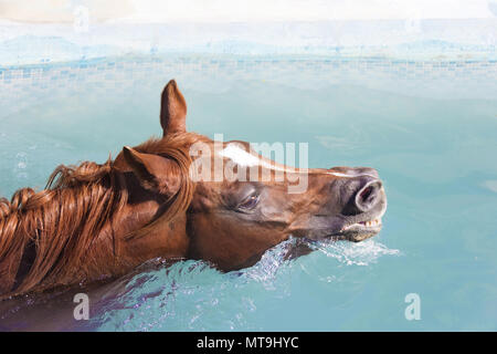 Arabian Horse. Chestnut stallion swimming in a pool. Abu Dhabi Stock Photo