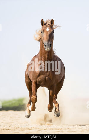 Arabian Horse. Chestnut stallion galloping in the desert. Abu Dhabi Stock Photo