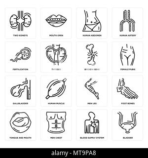 Set Of 16 simple editable icons such as Bladder, Blood Supply System, Men Chest, Tongue and Mouth, Foot Bones, Two Kidneys, Fertilization, Gallbladder Stock Vector